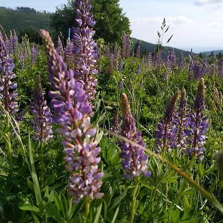 Cihlarka Mountain View
