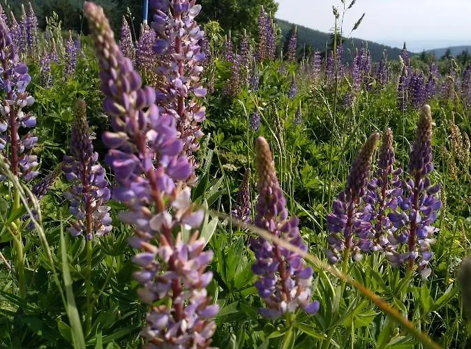 Cihlarka Mountain View
